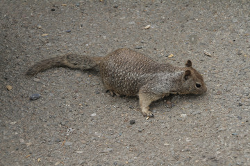 a squirrel in search of food