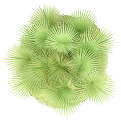 california palm tree isolated on white background. top view