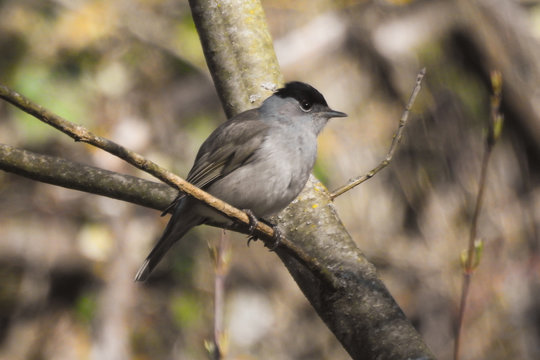 capinera (Sylvia atricapilla) ,ritratto maschio su ramo 