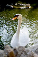 Beautiful white swan on a lake