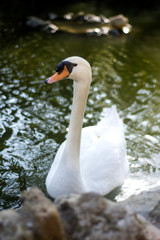 Fototapeta premium Beautiful white swan on a lake
