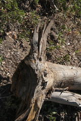  old tree branch with in fantasy the shape of an animal head with large ears or antlers
