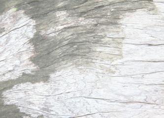 tree bark