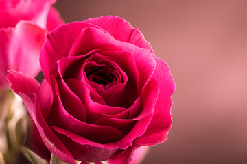 Fototapeta premium Closeup of a Red Rose