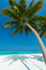 Sandy beach of tropical island in the Maldives - 331419205