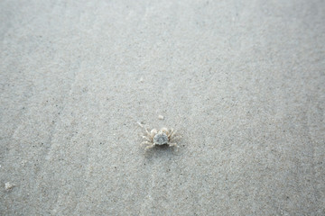 One wind crab walking on sand