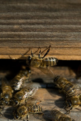 Close up of flying bees. Wooden beehive and bees ( Harmankaya Canyon ), Bilecik Turkey.