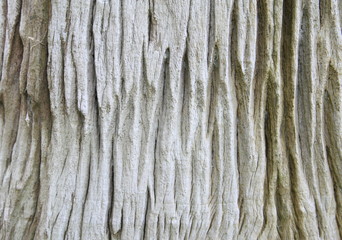 Close up tree bark background