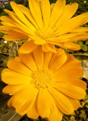 closeup of yellow marigolds