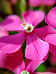 Macro of Silene flowers.