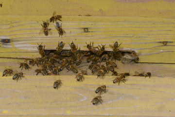 Close up of flying bees. Wooden beehive and bees ( Harmankaya Canyon ), Bilecik Turkey.