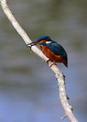 Kingfisher with a fish, Nottinghamshire England