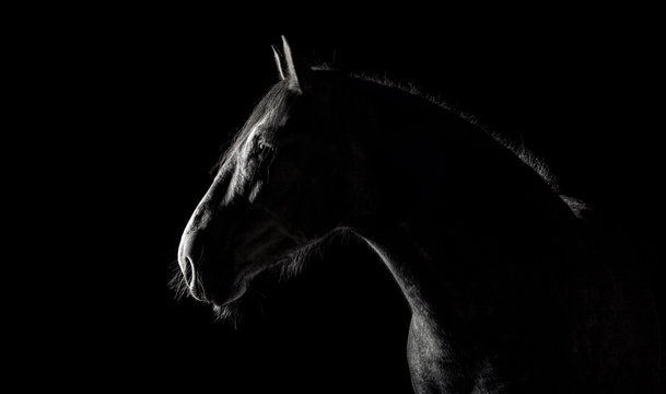 Andalusian horse silhouette in the low light on black background. Animal portrait with space for text.