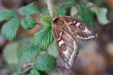 Saturnia pavonia (small emperor moth) male perched on a blackberry with wings closed.