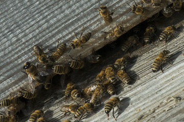 Close up of flying bees. Wooden beehive and bees ( Harmankaya Canyon ), Bilecik Turkey.