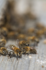 Close up of flying bees. Wooden beehive and bees ( Harmankaya Canyon ), Bilecik Turkey.
