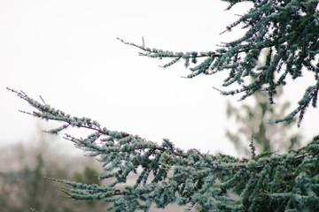 Winter branches