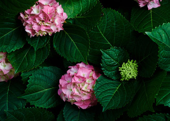 Background of colorful hydrangea flower
