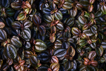Background colorful leaves