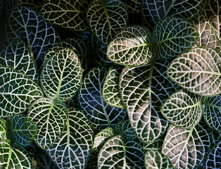 Background of beautiful pattern leaves