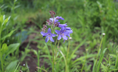 Close up of the blue flowers of an Polemonium plant, also known as Jacob's-ladder or Greek valerian...