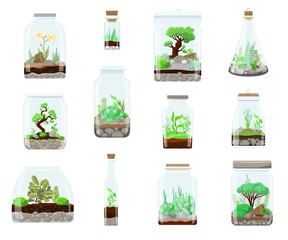 Terrarium Nature green plant in glass garden, plant on decoration natural botany vector cartoon illustration isolated on white. Ecosystem grow in terrarium bottle compose. Succulent, tree, flower