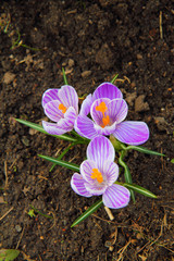 Two-colored  striped crocuses grow out of the raw brown earth.  First spring flowers.