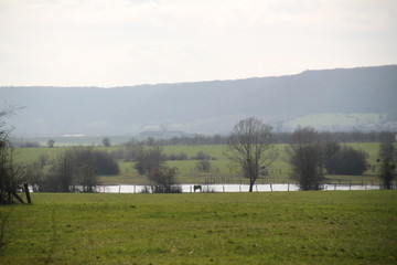 Meuse landscape during spring time with wild horses 