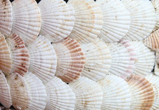 Sea shell isolated as background