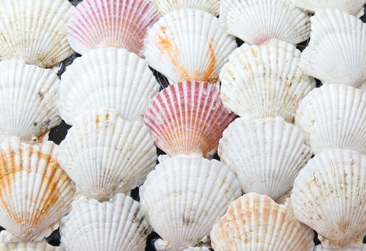Sea shell isolated as background