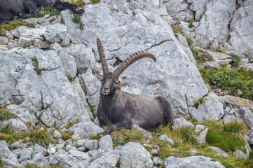 Vercors