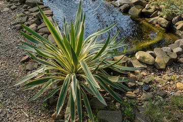 Beautiful yucca Gloriosa Variegata on the shores of  garden pond. Striped sharp leaves adorn landscaped garden. Sunny day in early spring. Nature concept for design. There is place for text.