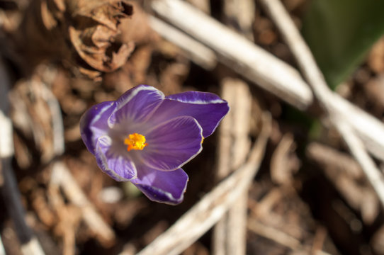 un bel croco primaverile