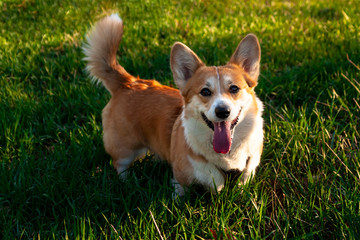 Pembroke Welsh Corgi, Welsh Corgi jumping outdoors Lifestyle Purebreed Welsh corgi play outdoor