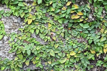 Old concrete wall covered with the green ivy