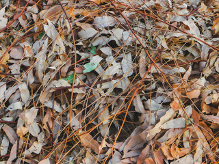 autumn leaves on the ground