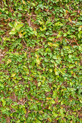  The wall of beautiful vertical green leaves                                                         