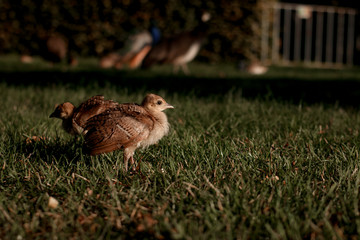 baby peacocks are resting in the sun