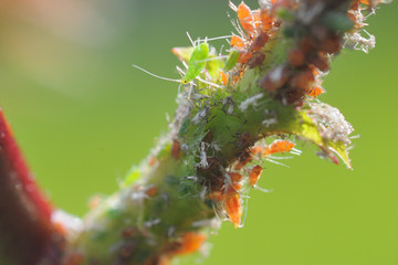 Rose with a disease several aphids are located at the branch of this rose aphids  are numerous and really close depicted with a really soft green bokeh