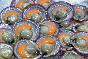 Fresh raw asian scallops in shells