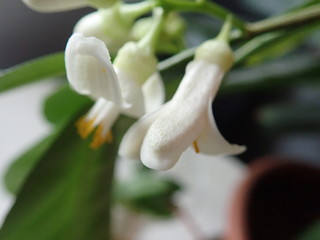 Obraz premium detail of a beautiful blossoming lemon tree