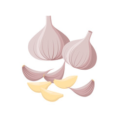 Garlic isolated on white background. Vector illustration. Garlic Bulbs and cloves in flat design isolated on white background.