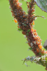 Rose with a disease several aphids are located at the branch of this rose aphids  are numerous and really close depicted with a really soft green bokeh