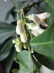 Obraz premium detail of a beautiful blossoming lemon tree