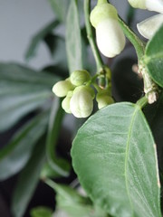 detail of a beautiful blossoming lemon tree