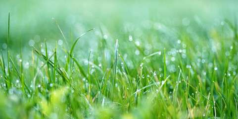 grüne Gras auf der Wiese mit Tautropfen