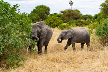 Female elephant taking care of her baby around a tree on the yellow grass of the savanna of...