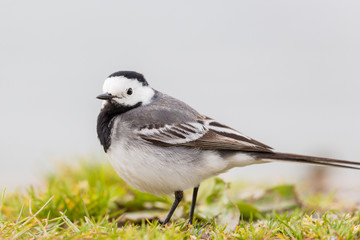 side view close-up white wagtail (motacilla alba) walking on grass