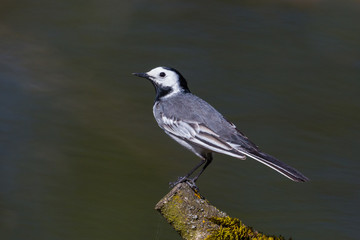 isolated white wagtail bird (motacilla alba) standing on tree branch