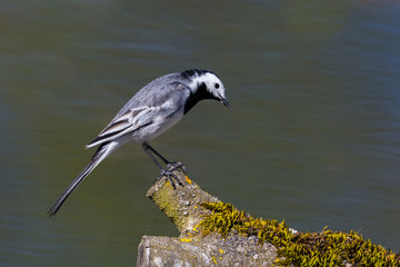 white wagtail (motacilla alba) standing on tree branch in sunlight